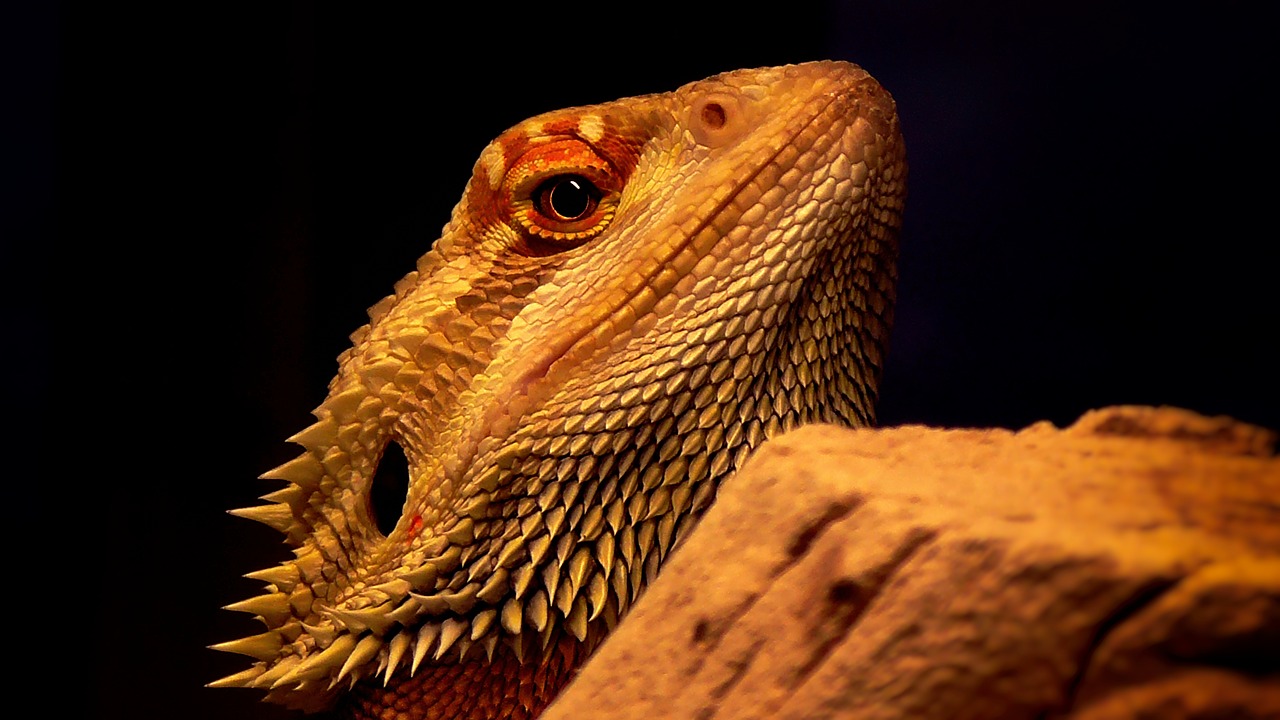 reptile  bearded dragon  lizard free photo