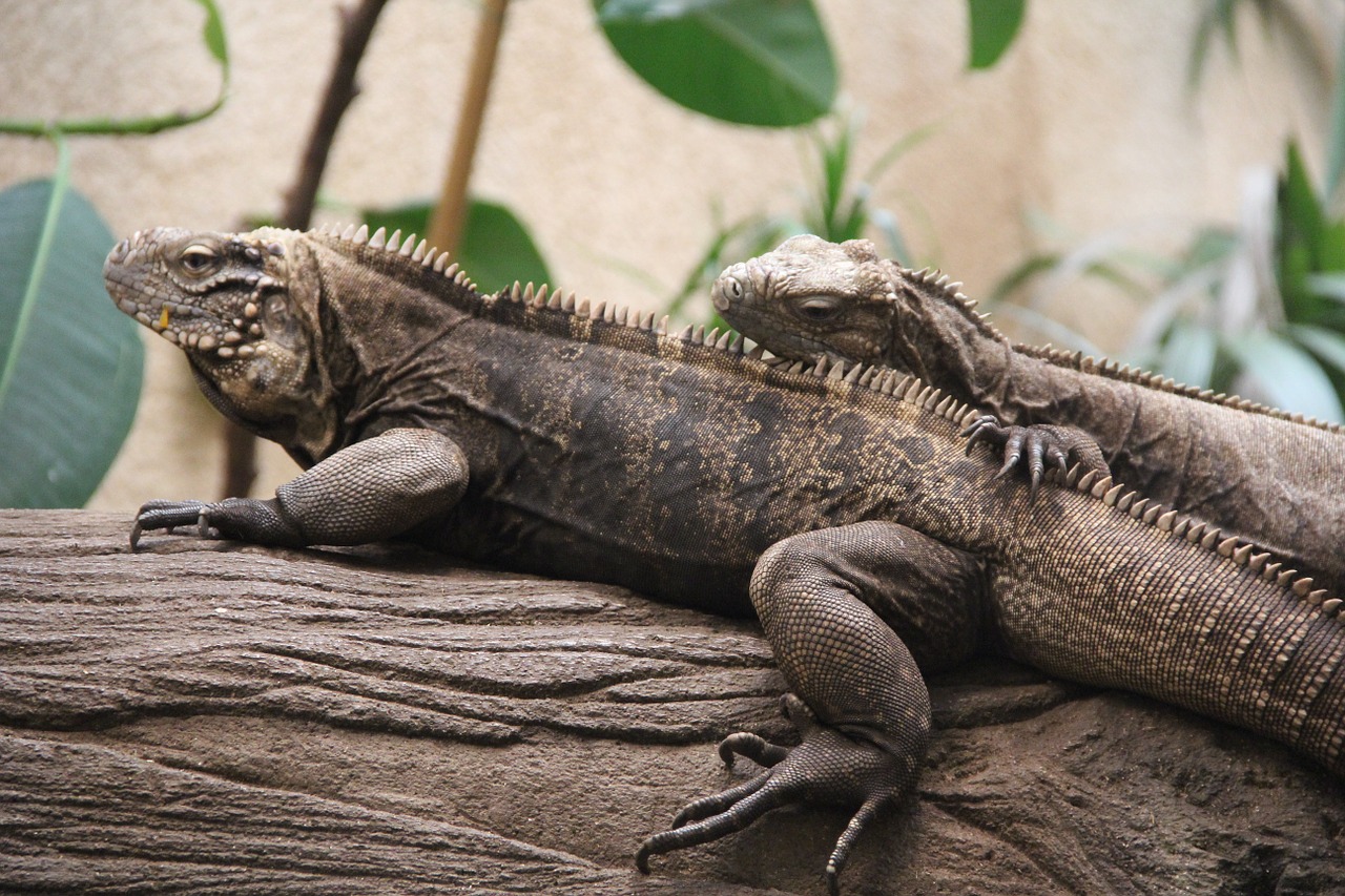 reptile couple in love lizard free photo