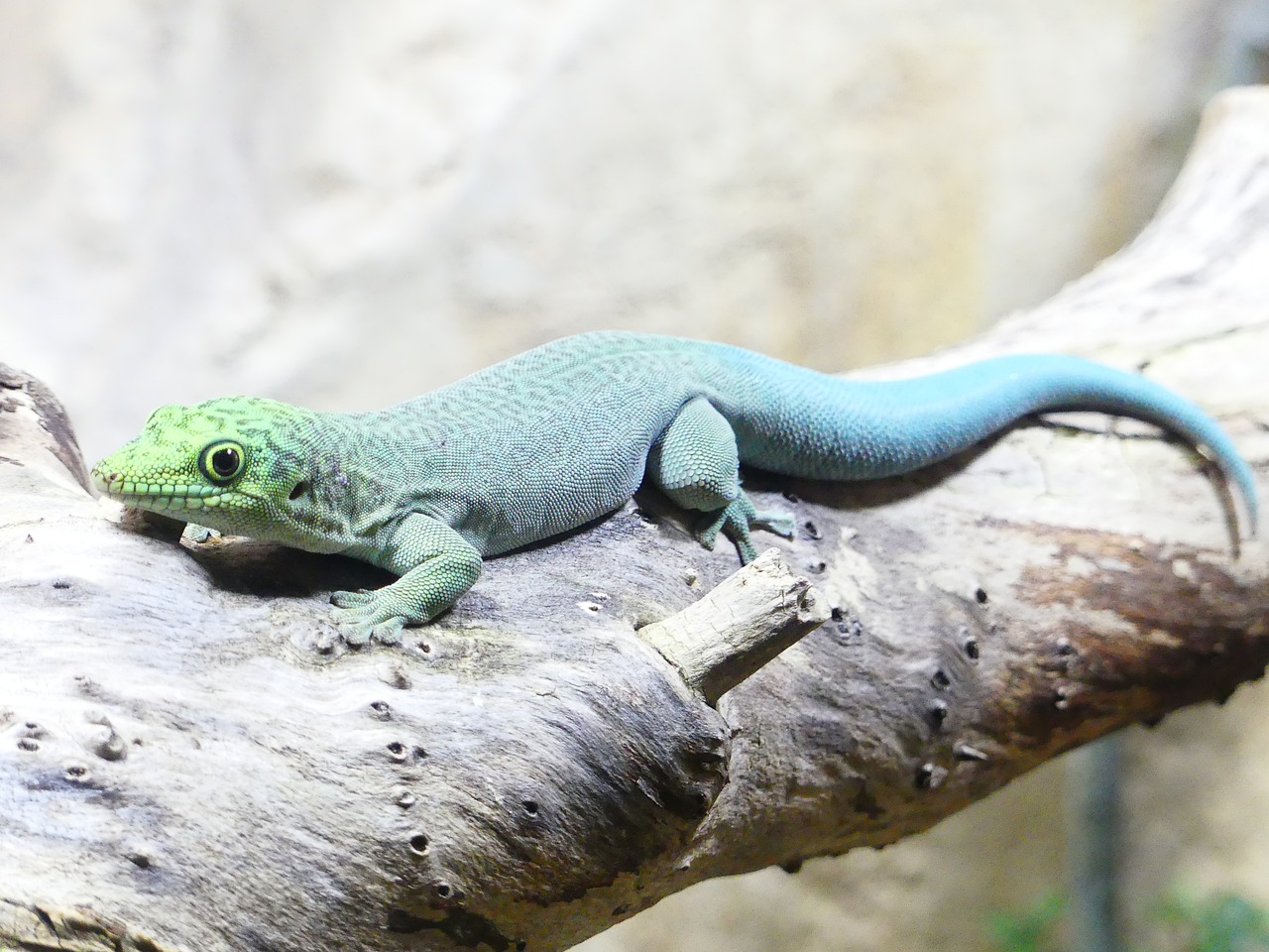 reptile  lizard  animal free photo