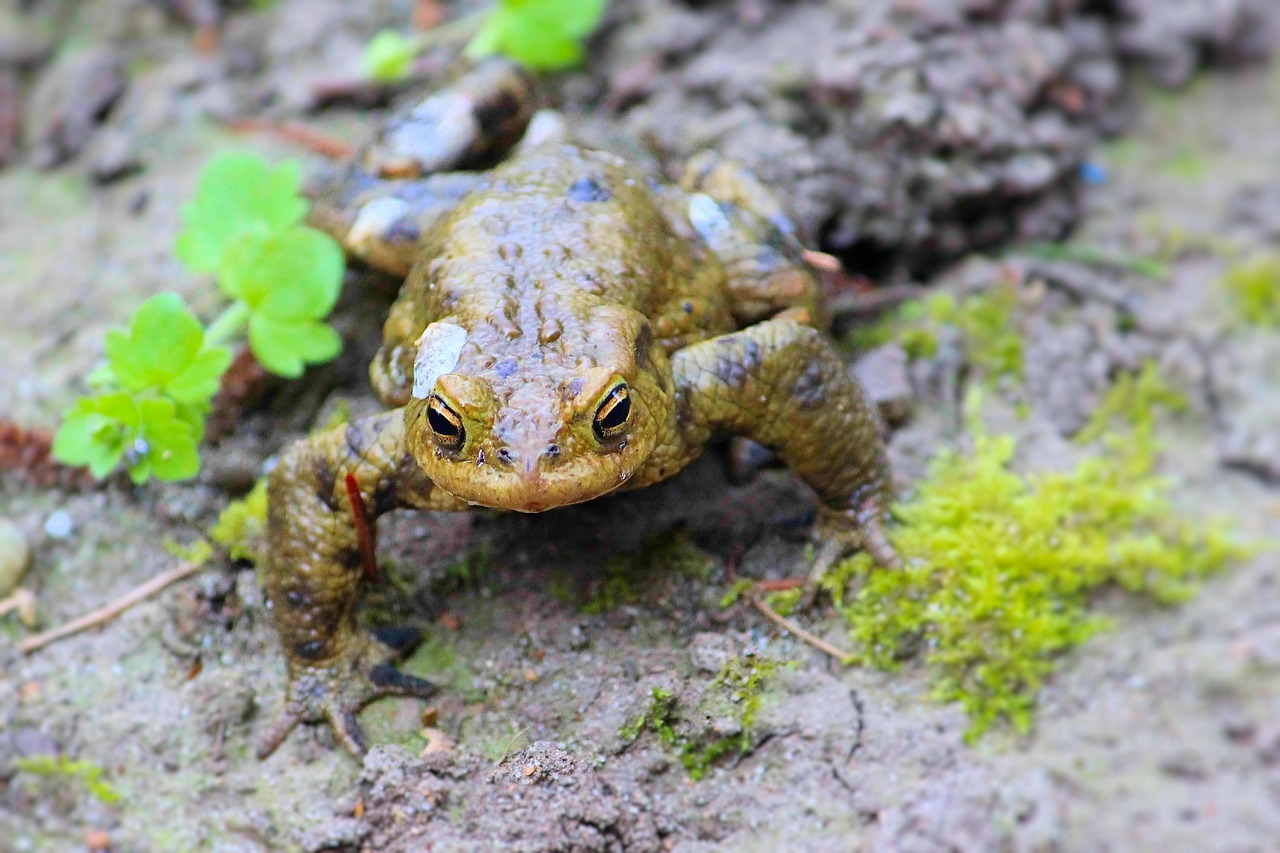 reptile  toad  amphibians free photo