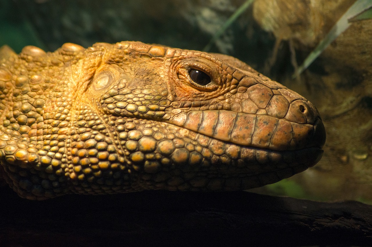 reptile  terrarium  zoo free photo