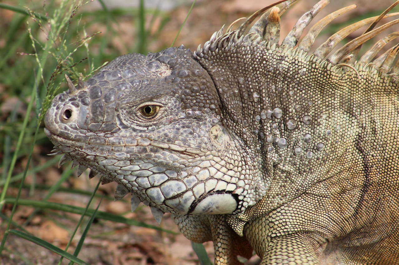 reptile  iguana  animal free photo