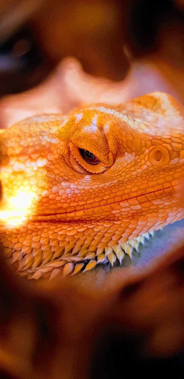 reptile  bearded dragon  animal free photo