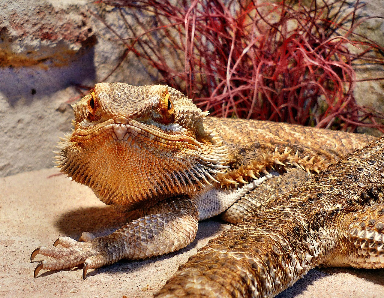 reptile bearded dragon creature free photo