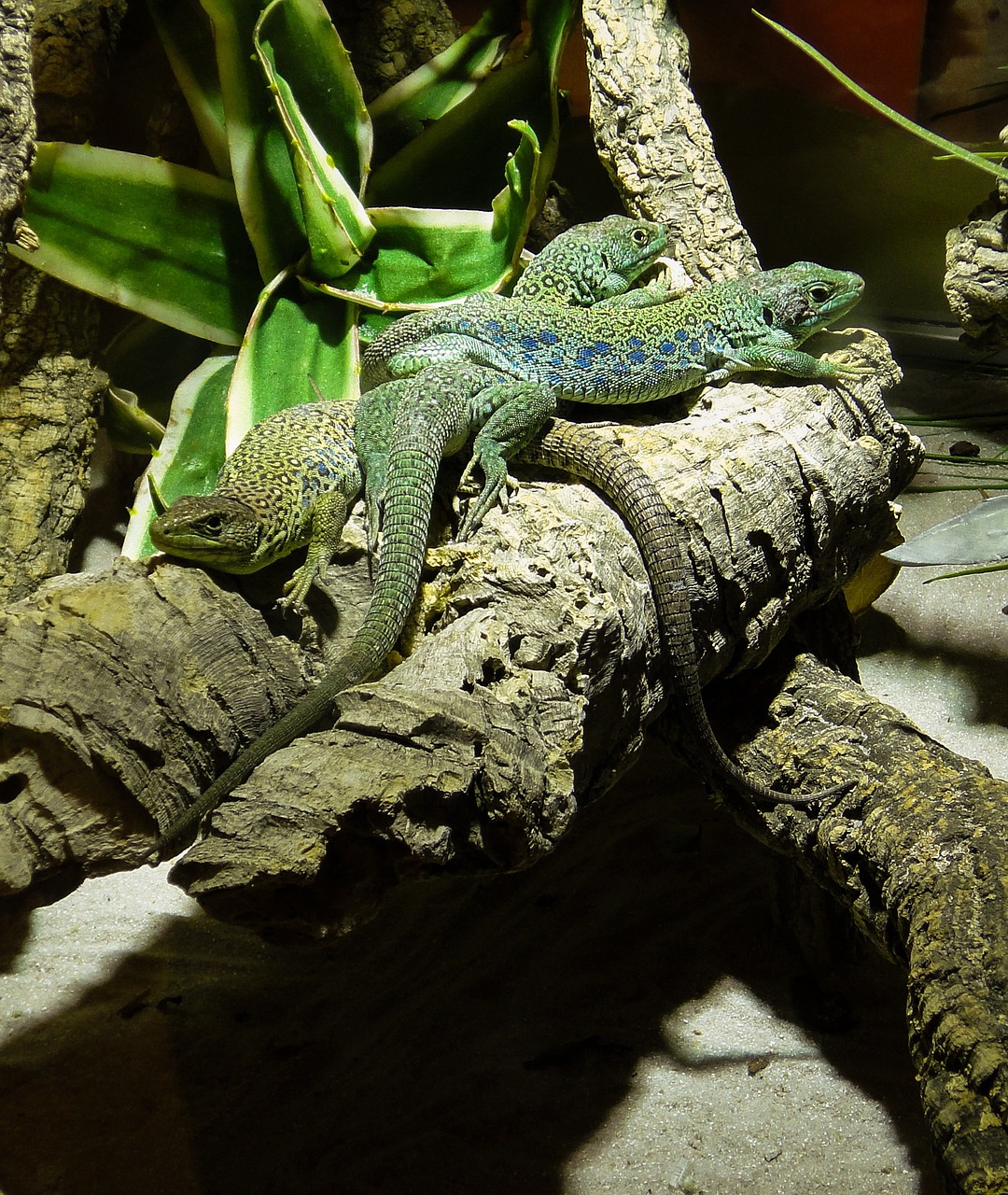 reptile lizard green free photo