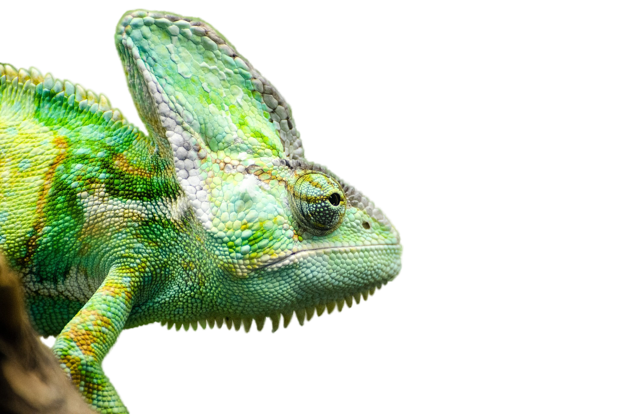 reptile iguana render free photo
