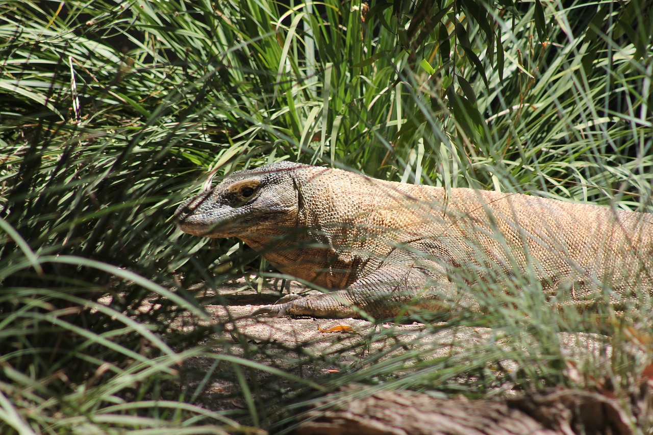 reptile comodo dragon lizard free photo