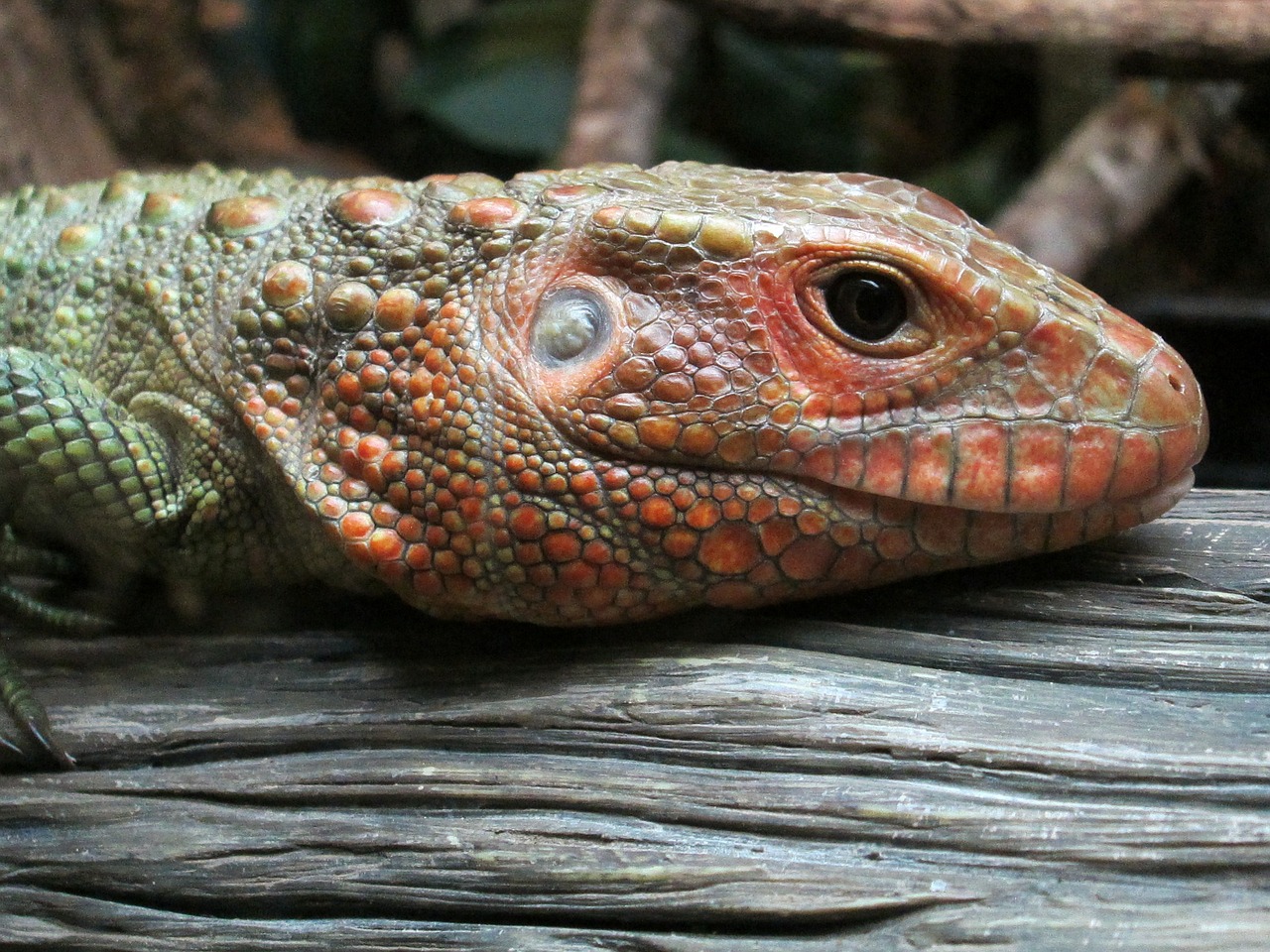 reptile animal lizard free photo