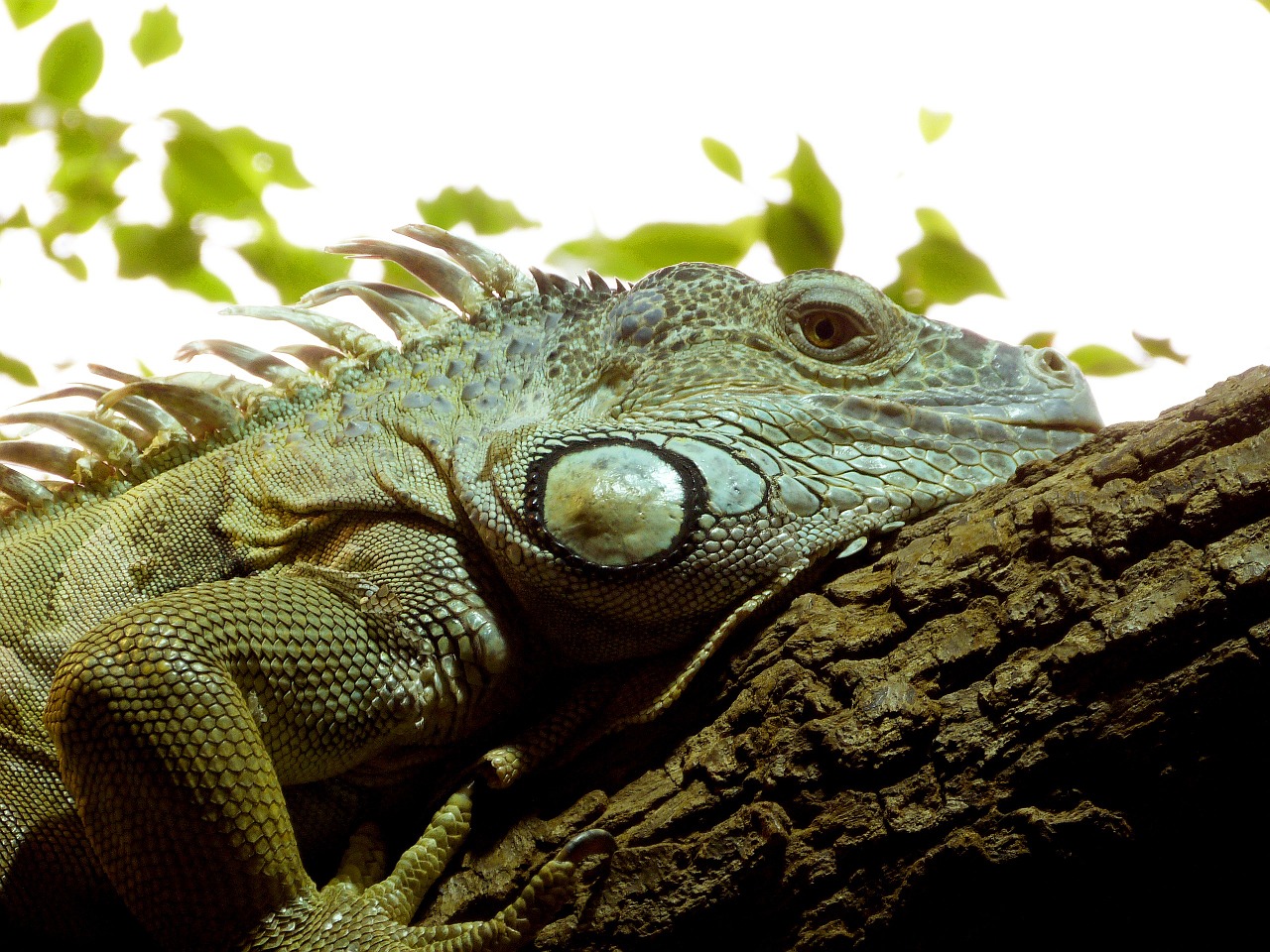 reptile lizard iguana free photo