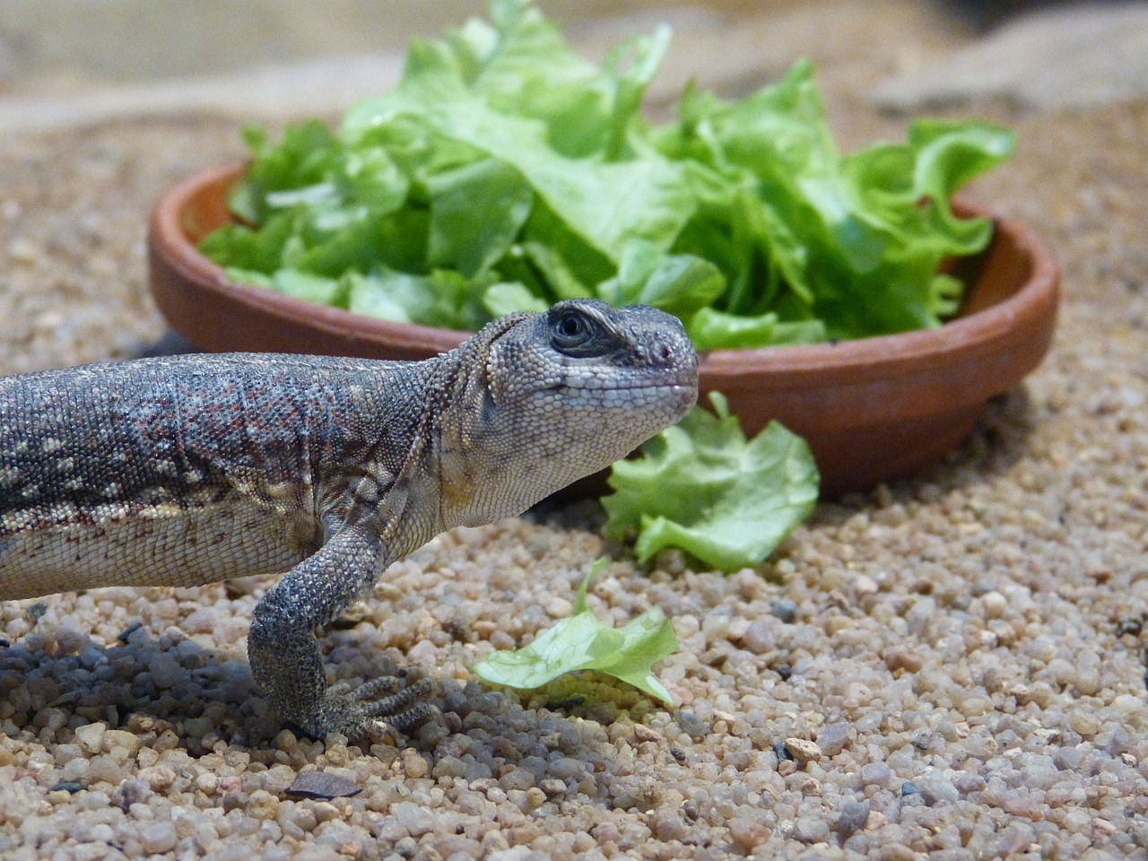 reptile lizard animal free photo