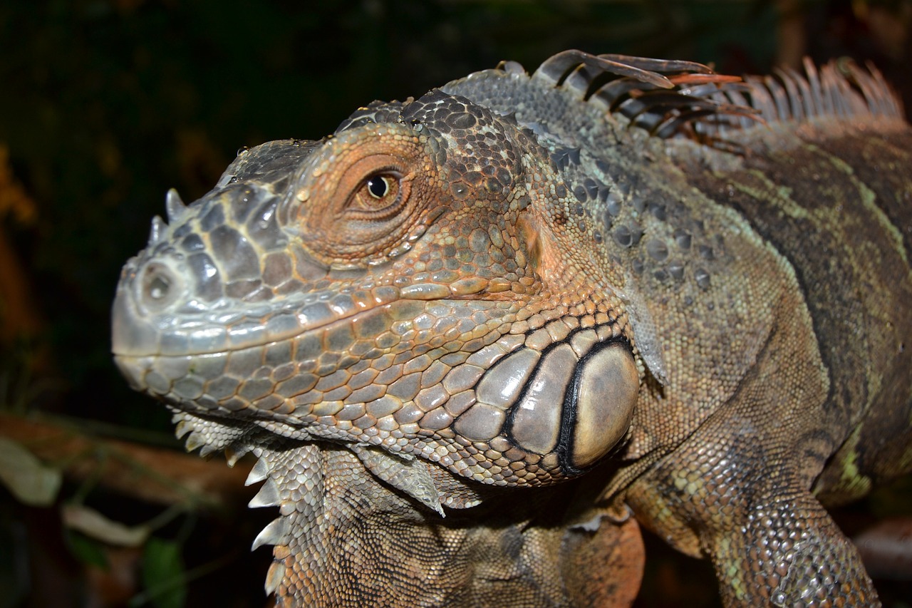 reptile terrarium creature free photo