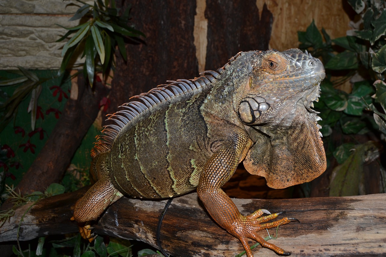 reptile terrarium creature free photo