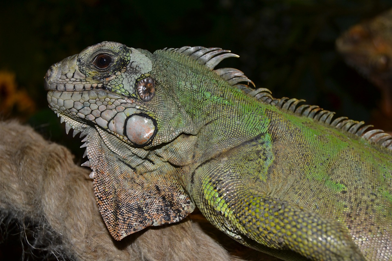 reptile terrarium creature free photo