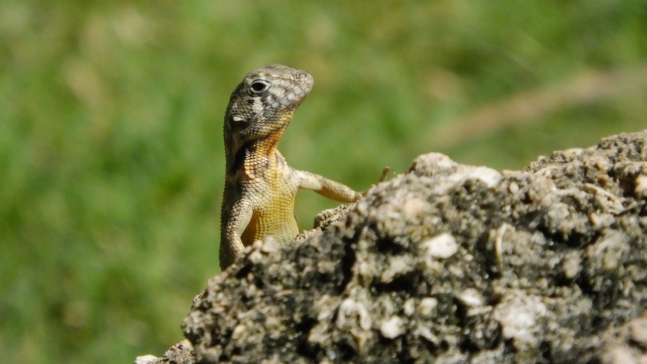 reptile lizard fauna free photo