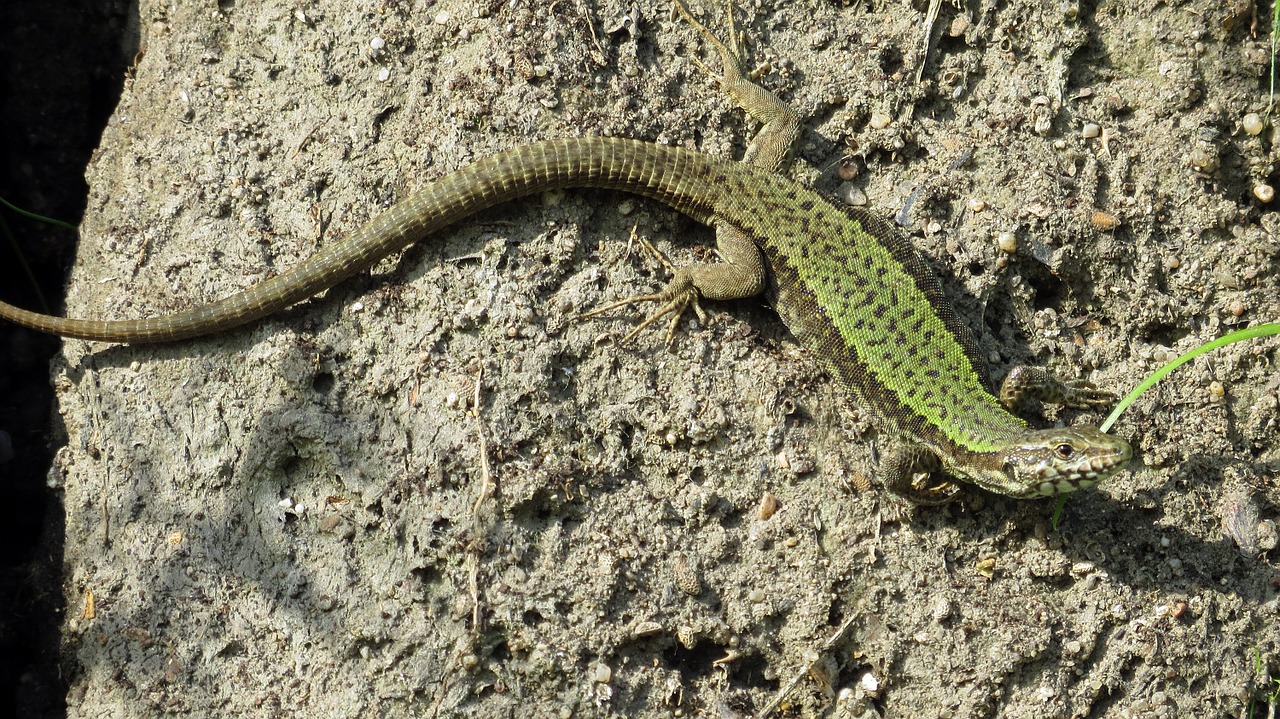 reptile lizard shiny free photo