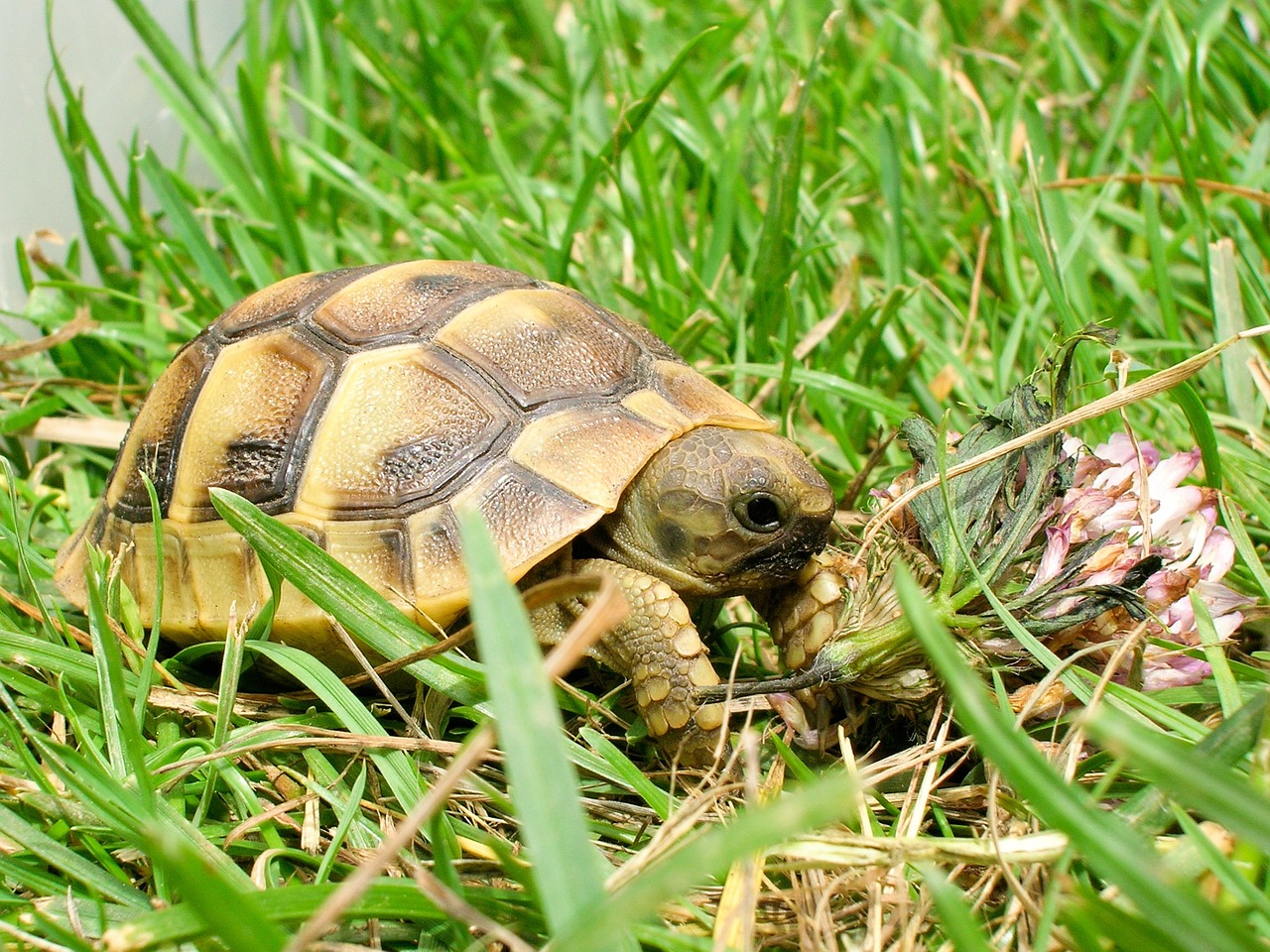 reptile turtle tortoise free photo