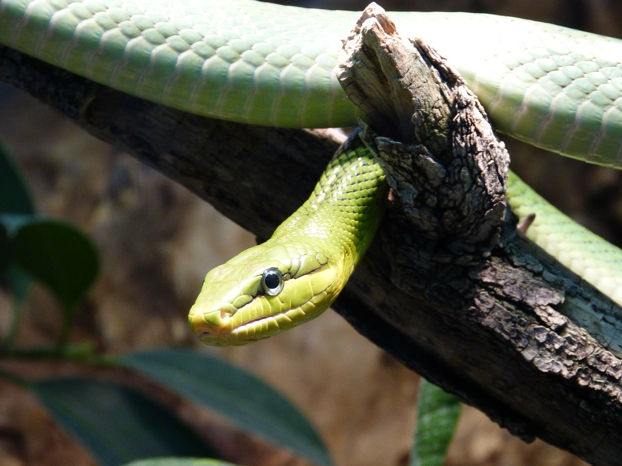 reptile snake animal free photo