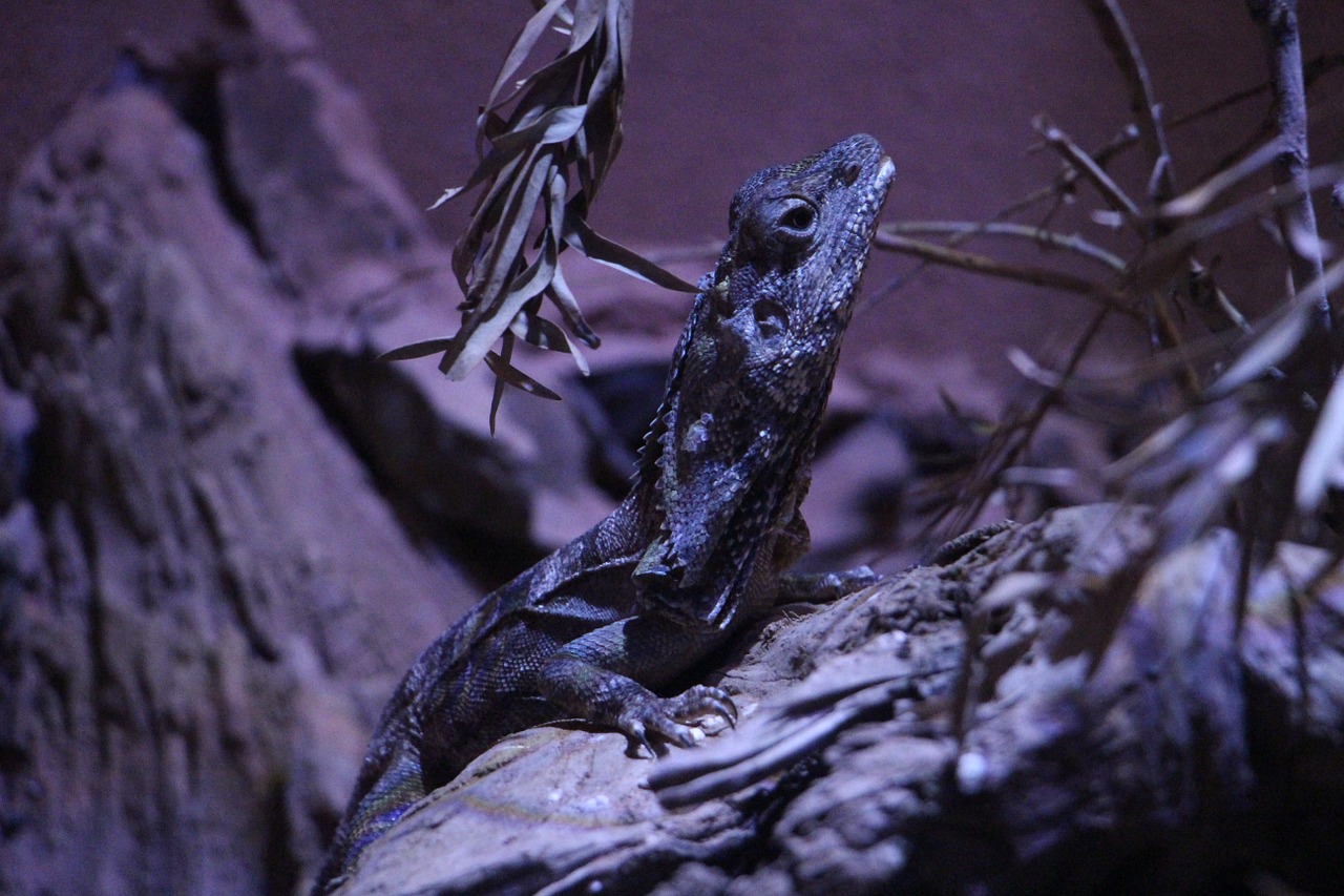 reptiles frilled lizard darkness free photo