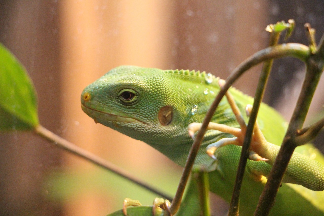 reptiles drop of water lizard free photo