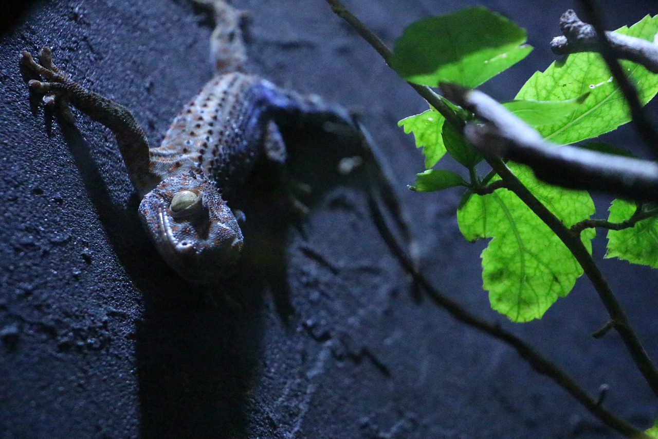 reptiles lizard the aim free photo
