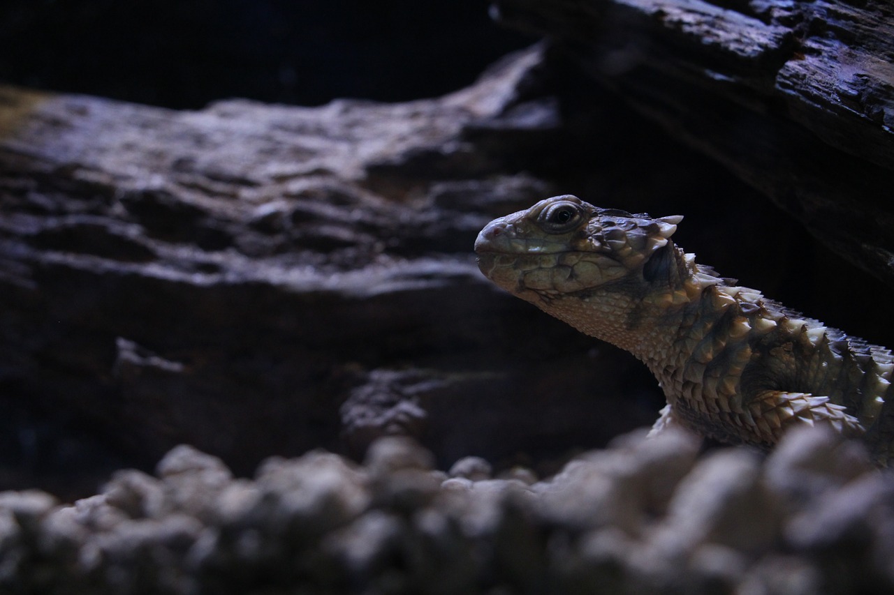 reptiles lizard darkness free photo