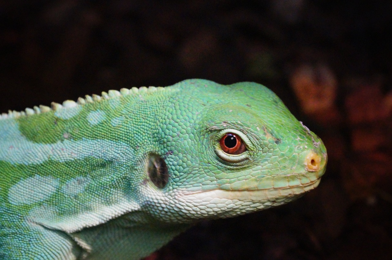 reptiles terrarium zoo free photo