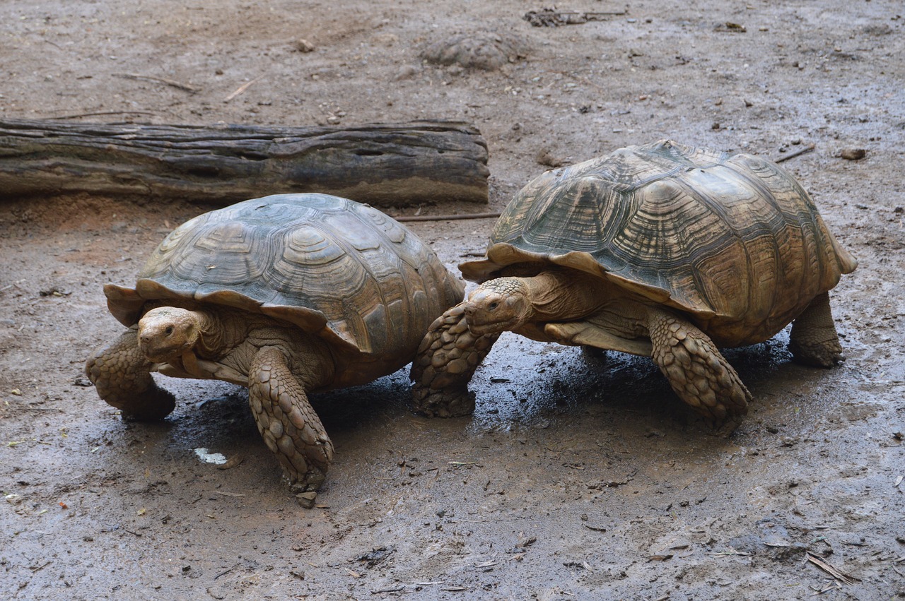 reptiles turtle reptile free photo