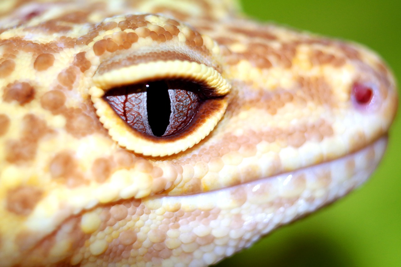 reptiles  the lizard  leopard gecko free photo