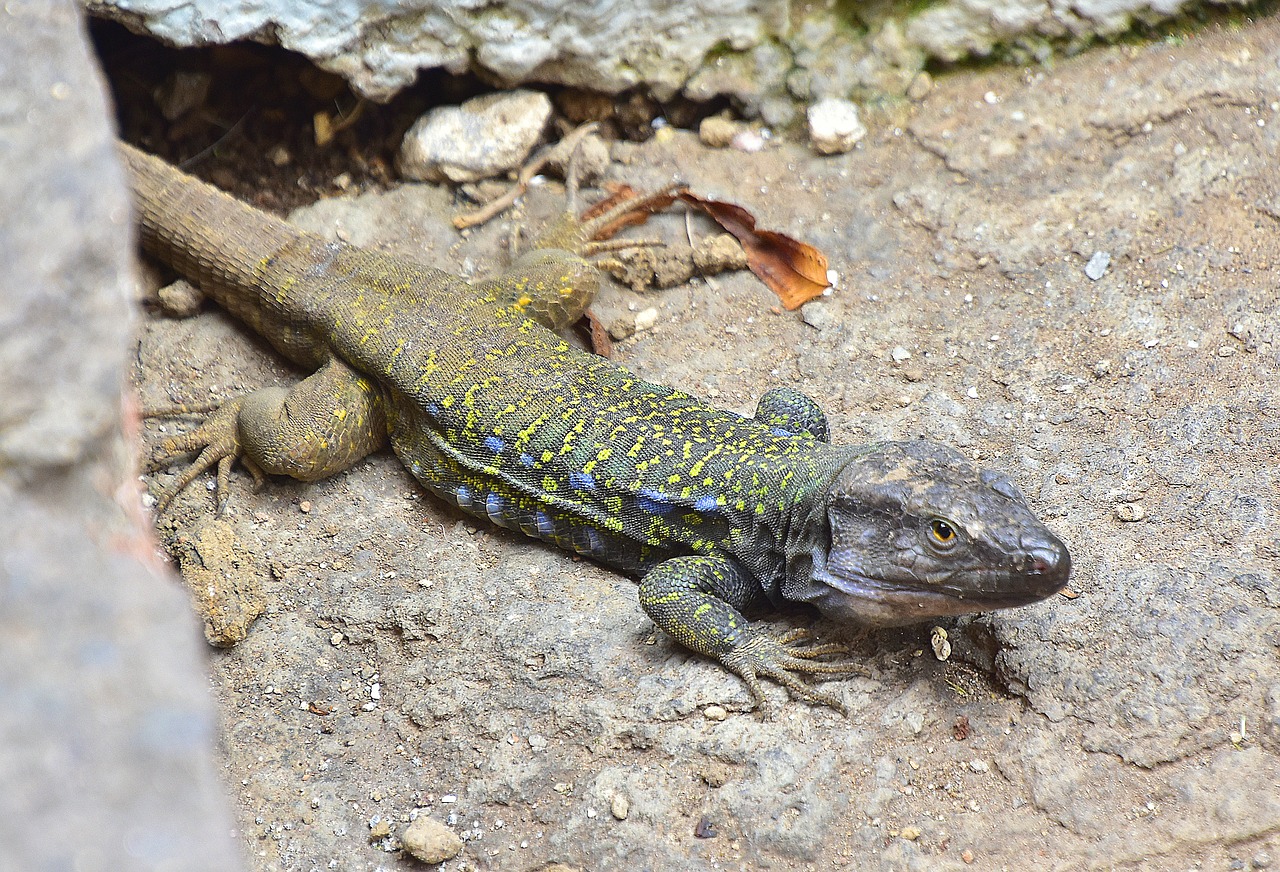 reptiles  lizard  green free photo