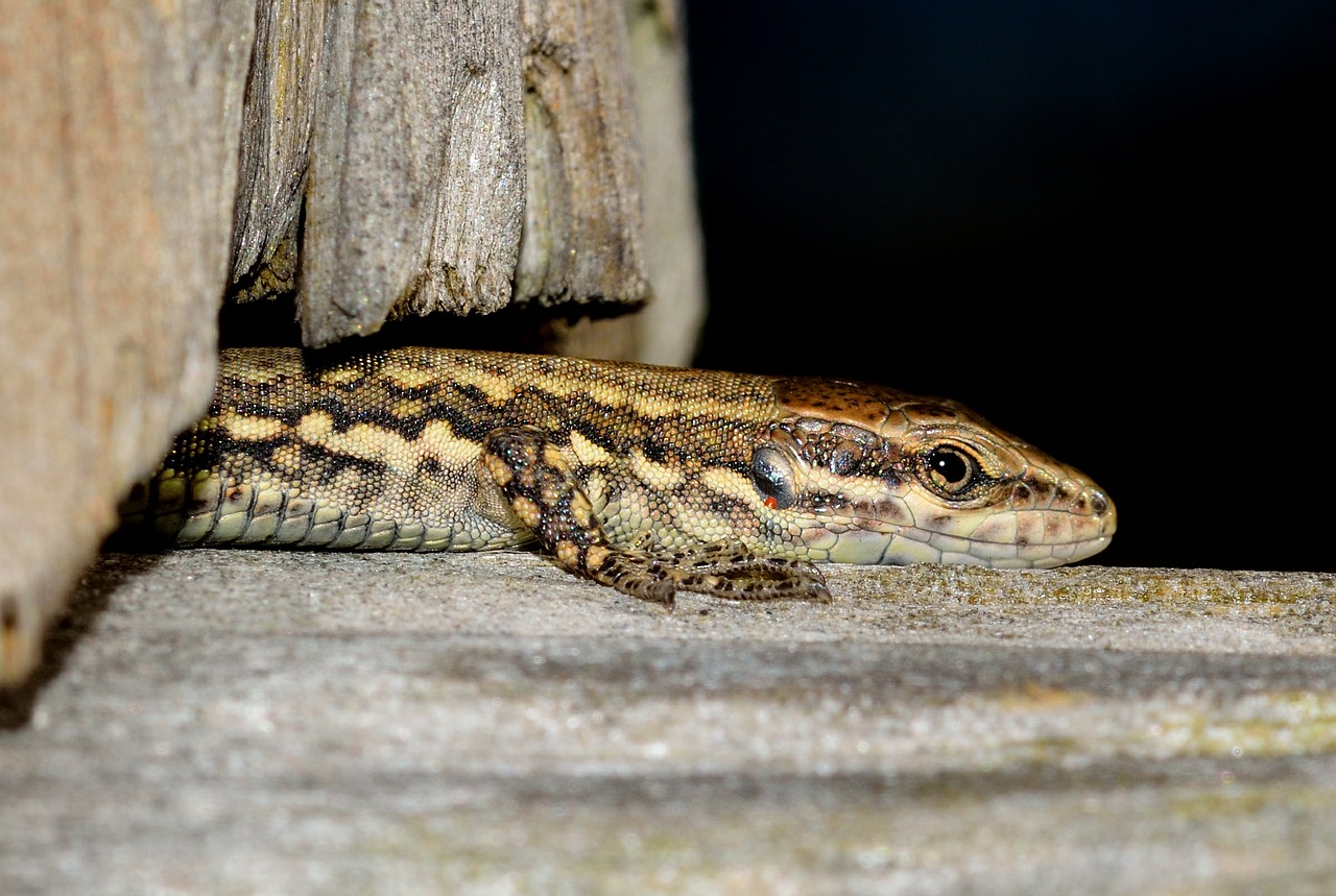 reptiles lizard podarcis free photo
