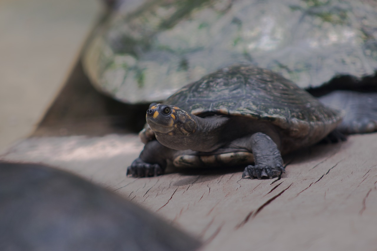 reptilia wild life exoskeleton free photo