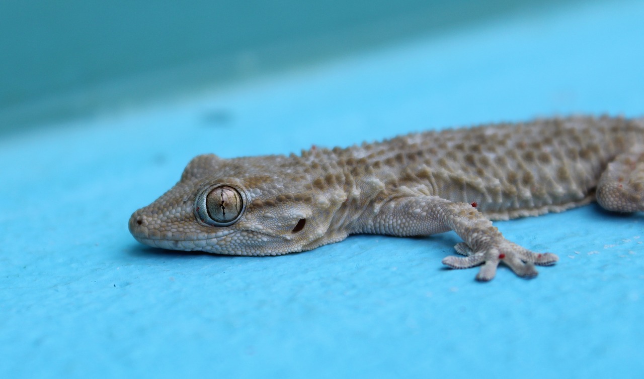 reptilia wild life lizard free photo