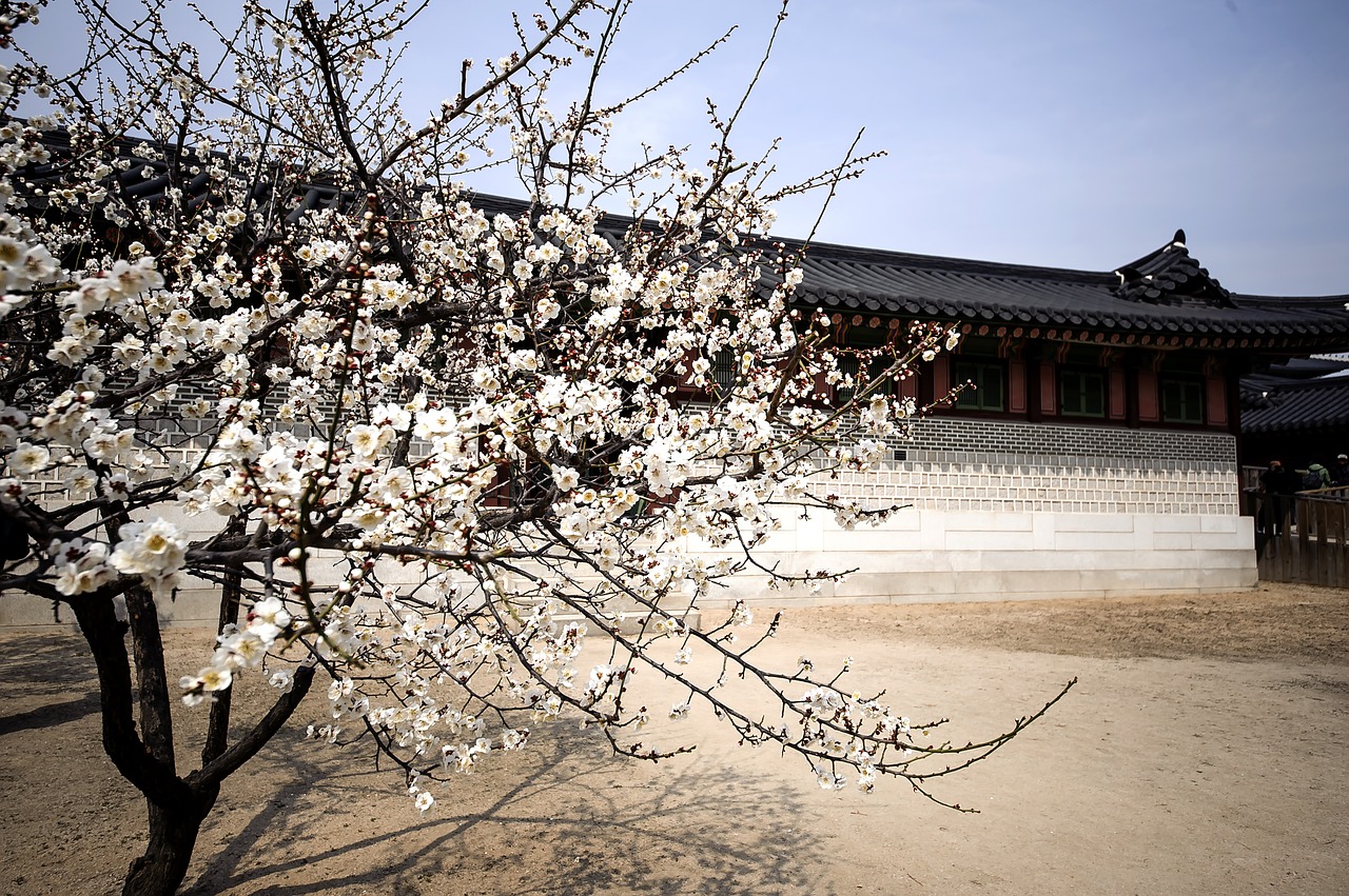 republic of korea traditional forbidden city free photo