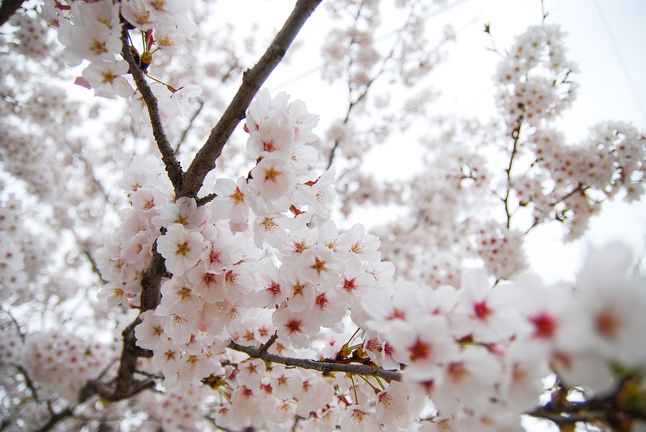 republic of korea  cherry blossom  spring free photo