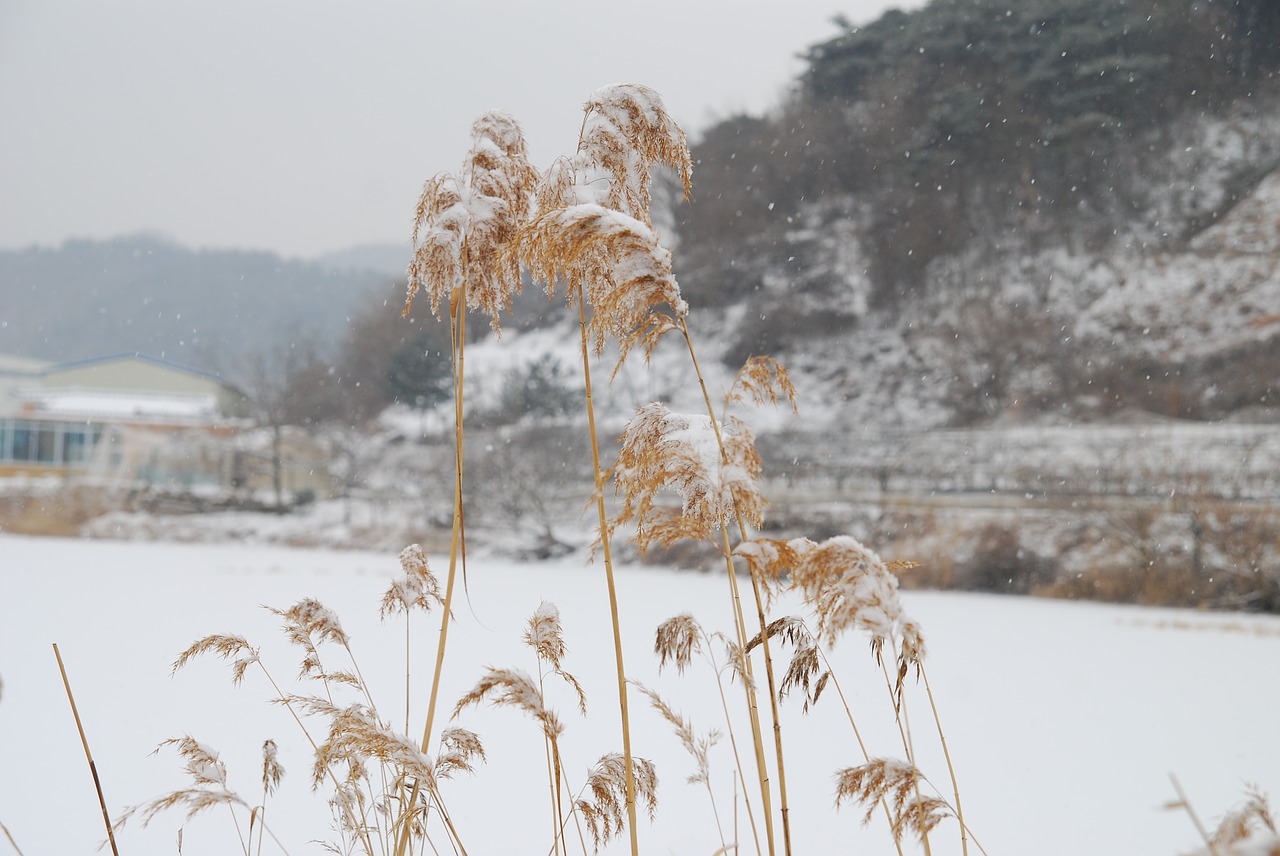 republic of korea  winter  country free photo