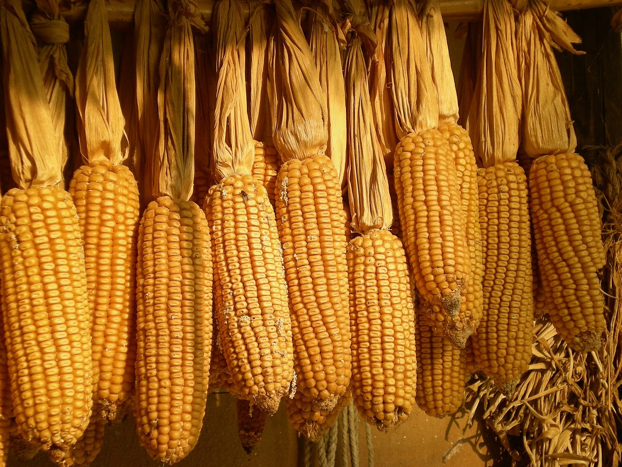 republic of korea folk corn free photo