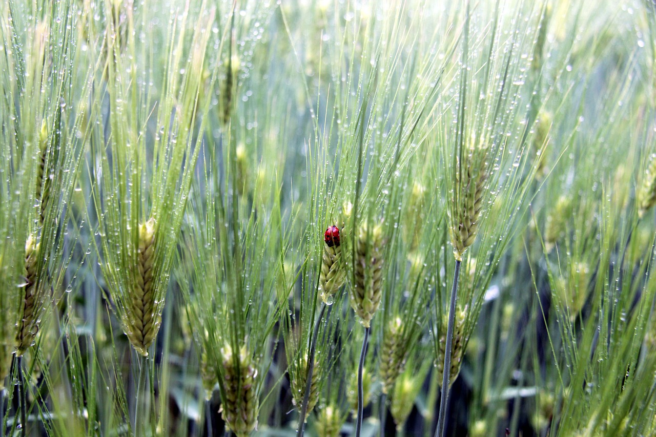 ladybug cheongbori summer free photo