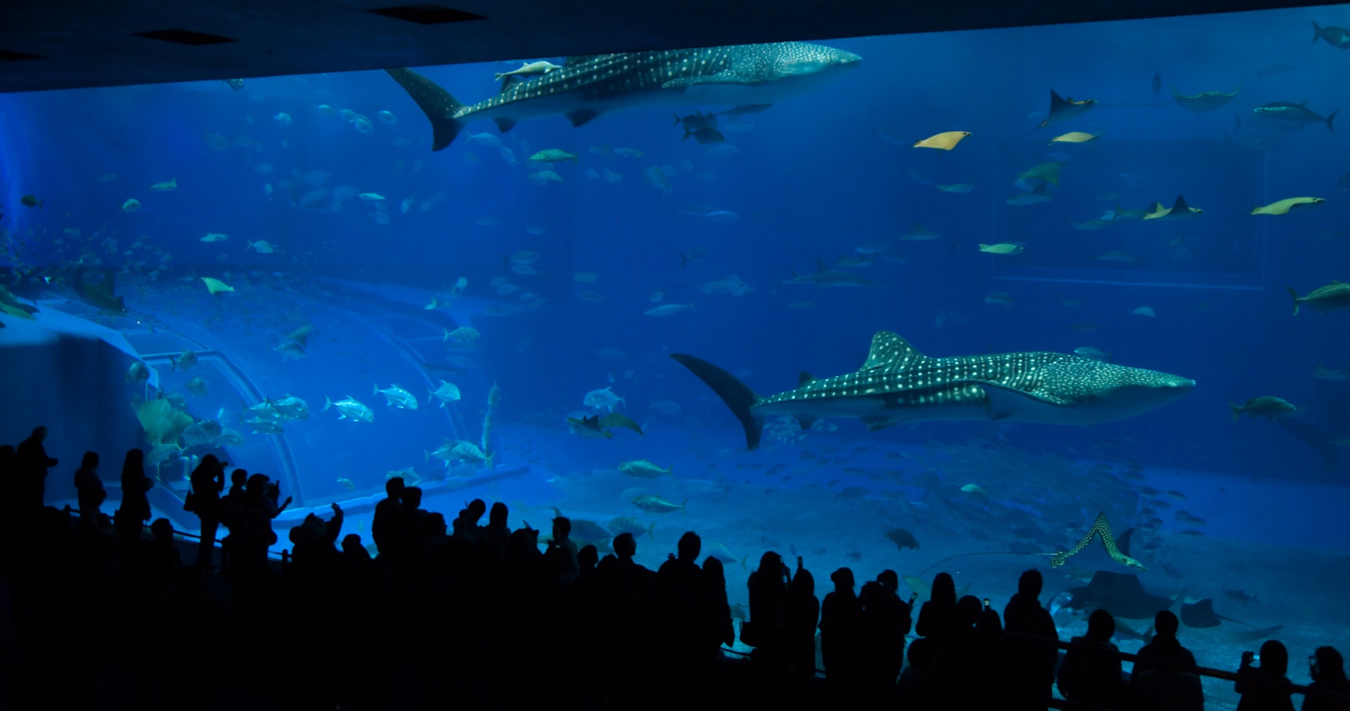 whale shark fish free photo