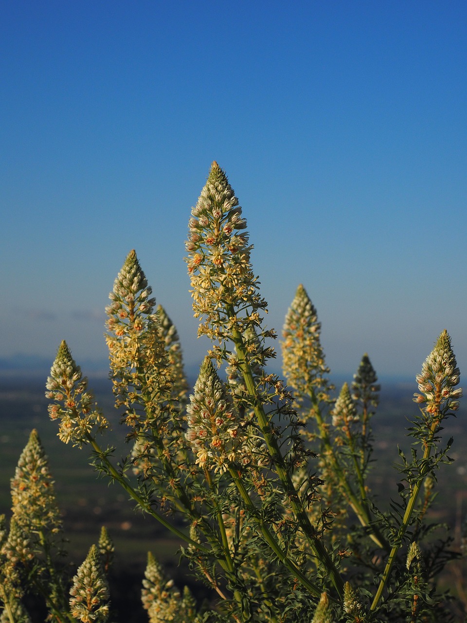 reseda flowers yellow free photo