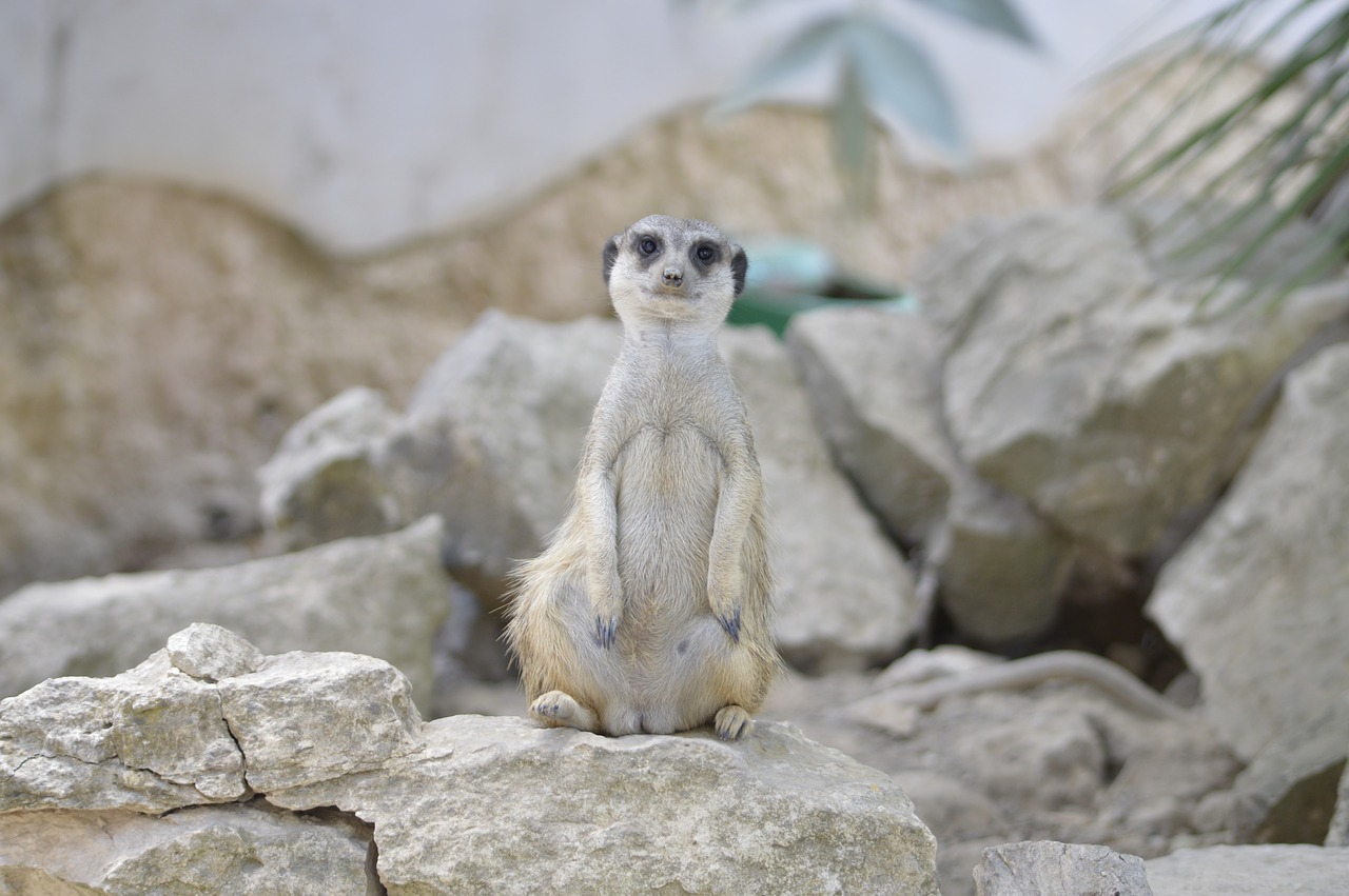 reserve mongoose africa free photo