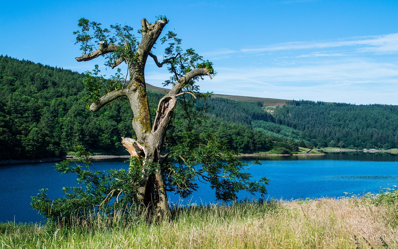 reservoir tree derbyshire