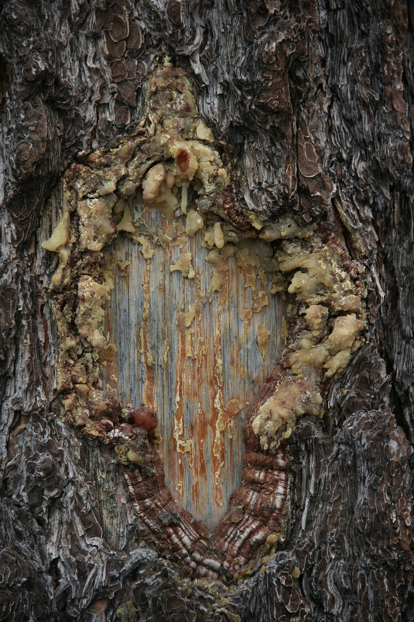 resin tree trunk free photo