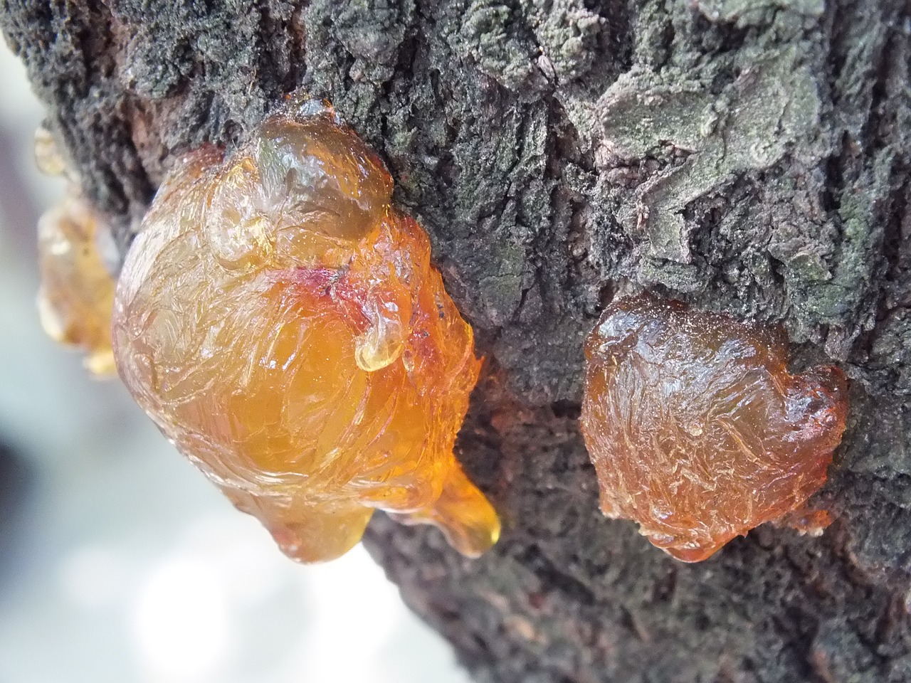 resin bark trunk free photo