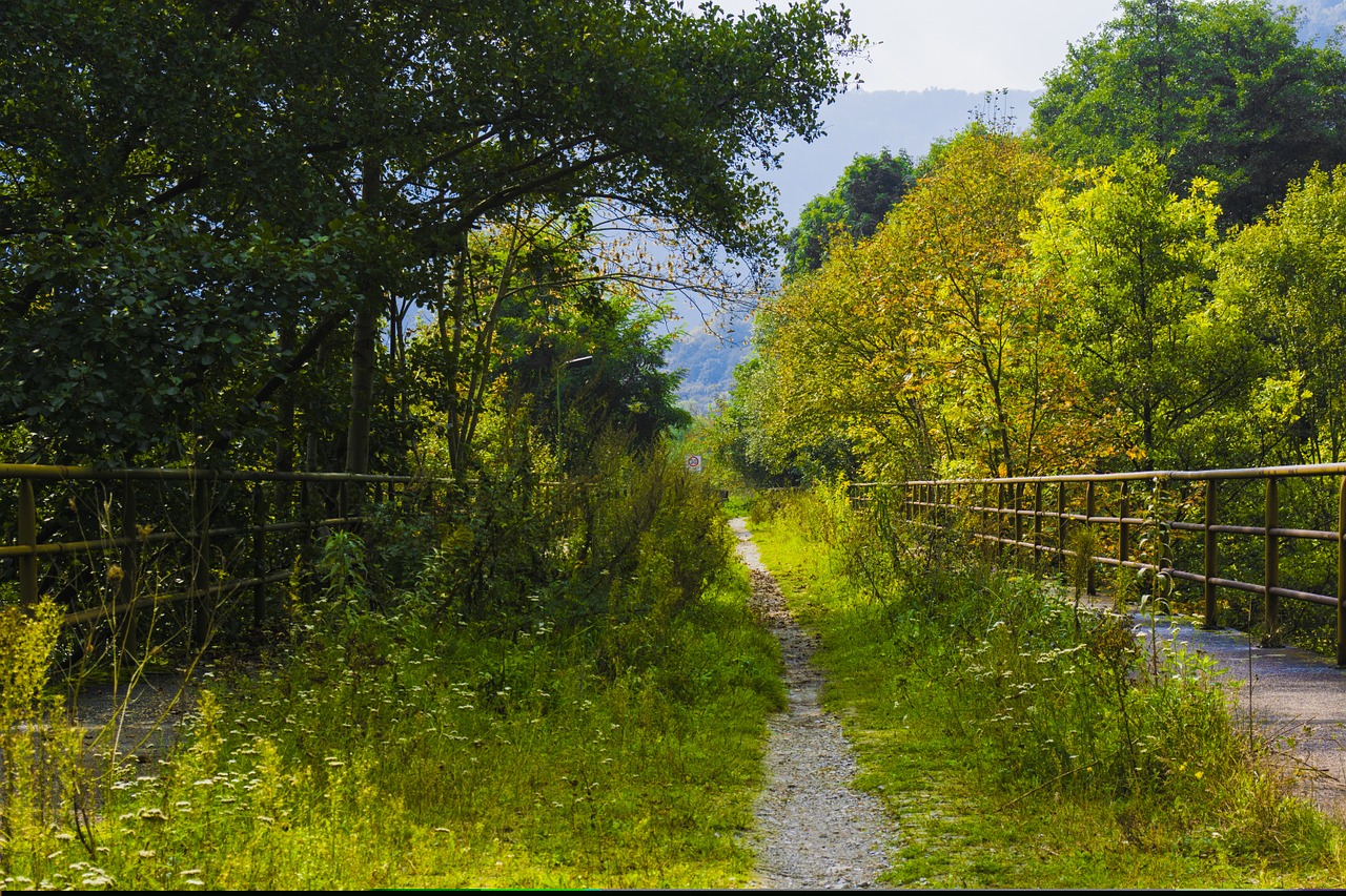 resin bridge tree free photo