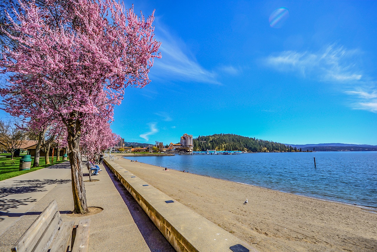 resort beach tree free photo