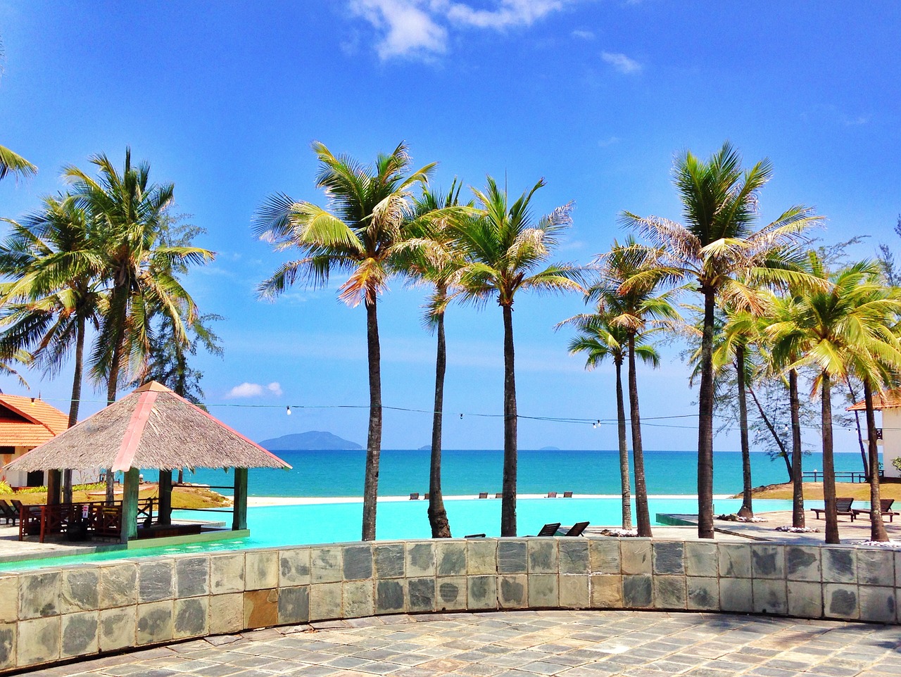 resort palm tree coconut tree free photo