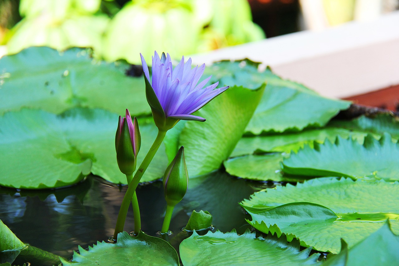 water lily lilac anantara free photo