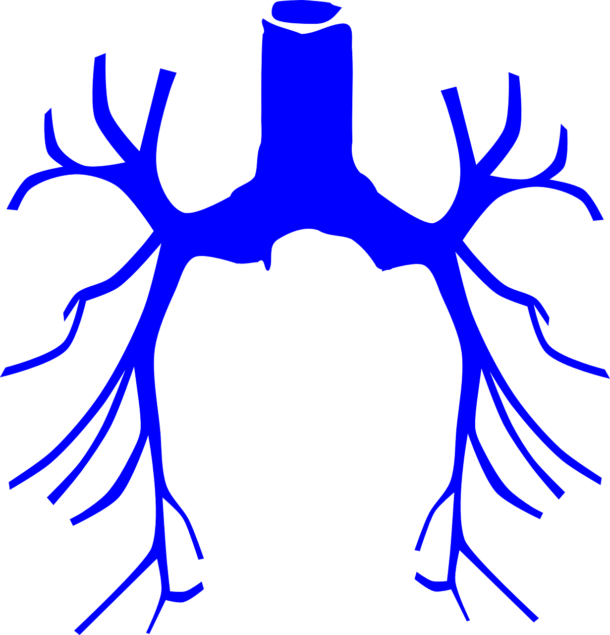 respiratory system lungs free photo