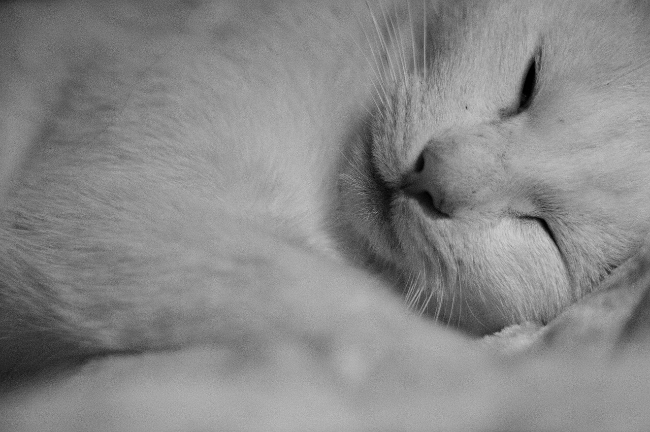 rest lie on the side white cat free photo