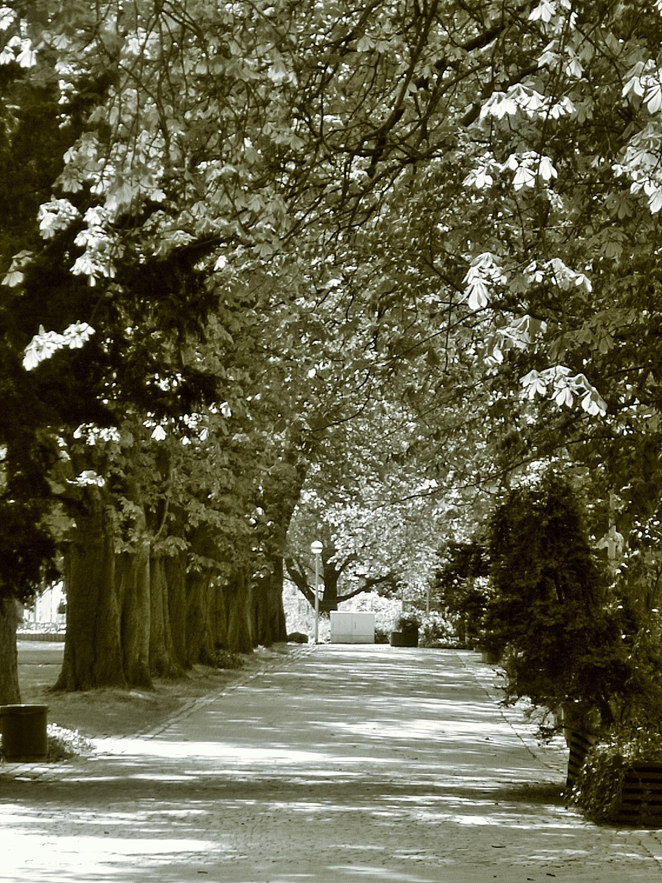 rest avenue trees free photo